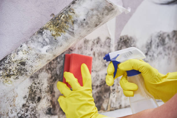 Mold Odor Removal Services in Denmark, WI